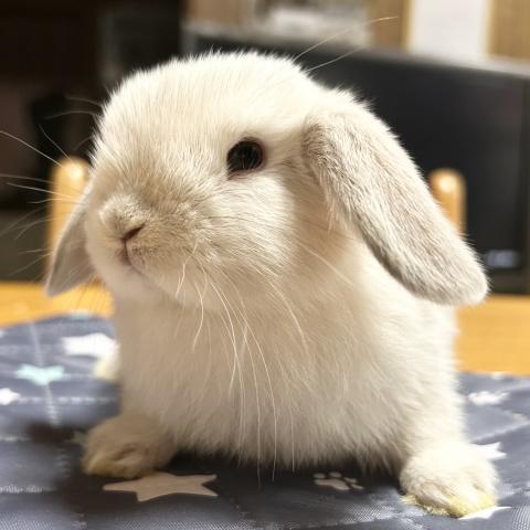 ホーランドロップ