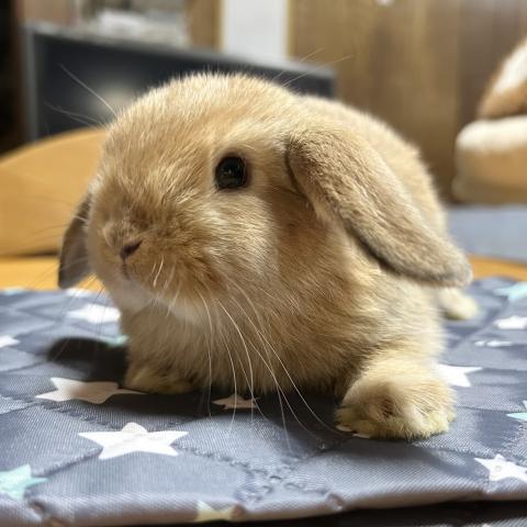 ホーランドロップ