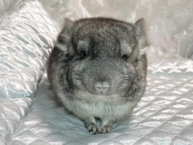 人馴れOK・抱っこOK