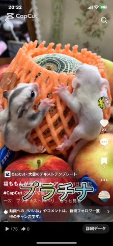 プラチナストロベリー血統リューシュ