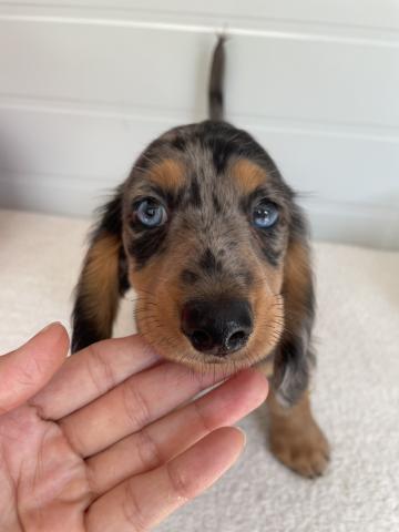 ミニチュアダックスフンド