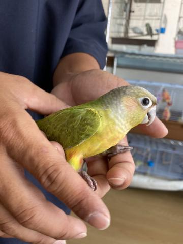 ウロコインコ（ダイリュート）