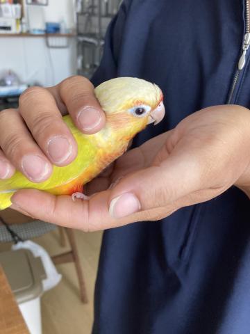 ウロコインコ（サンチーク）