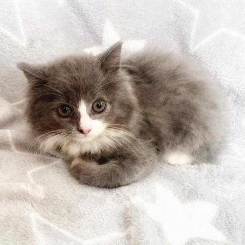 ミックス猫🌸総額5万円