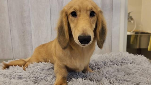 ミニチュアダックスフンド