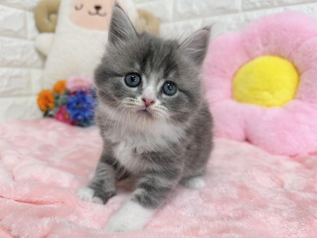 スコティッシュフォールド