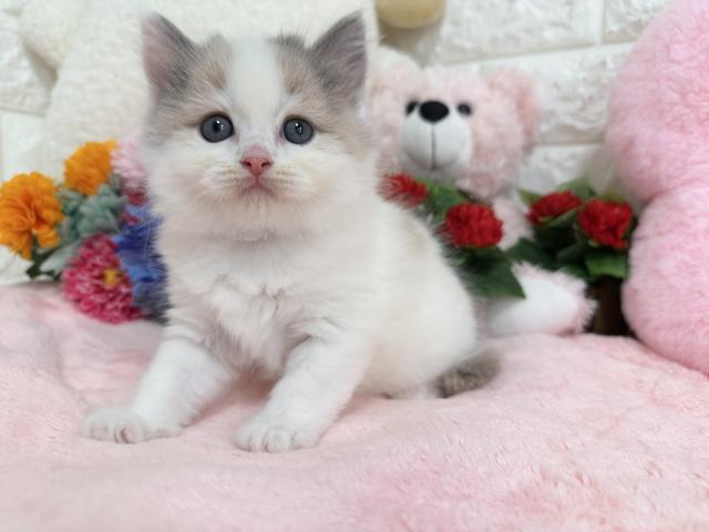 スコティッシュフォールド