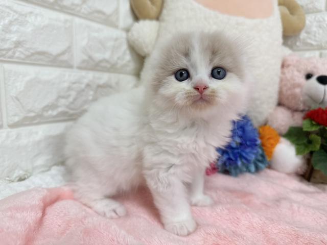スコティッシュフォールド