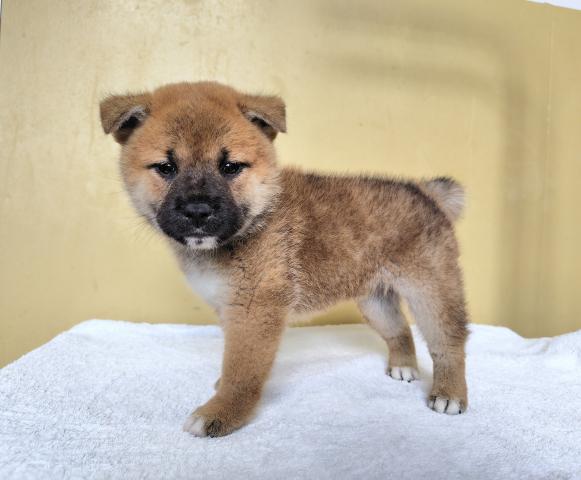 柴犬