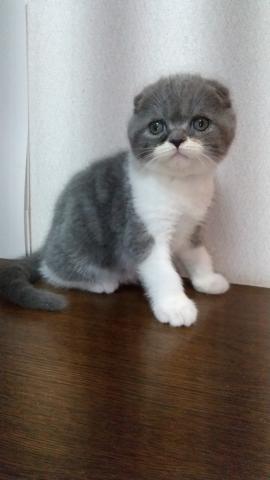 スコティッシュフォールド