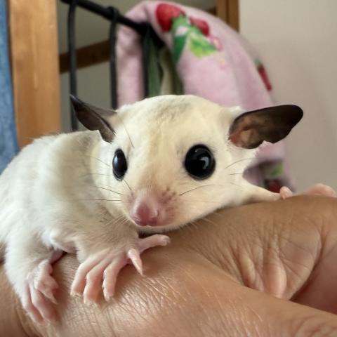 パウダーモザイクホワイトテール