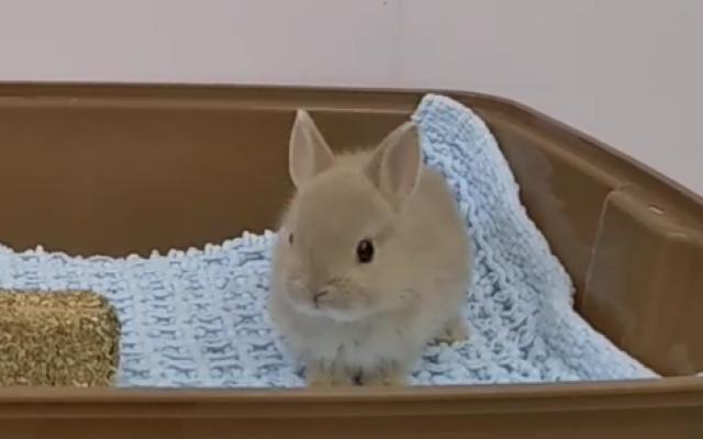 ネザーランドドワーフ