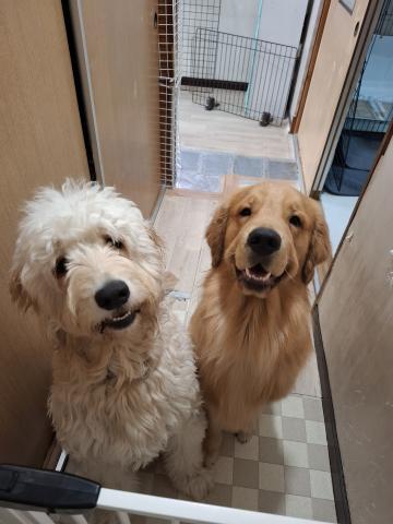 Buddy breeder 