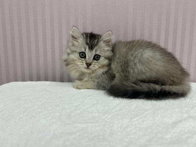 ペルシャ・ヒマラヤン