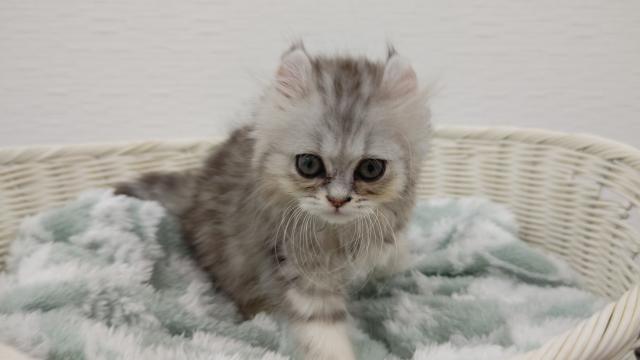キンカロー