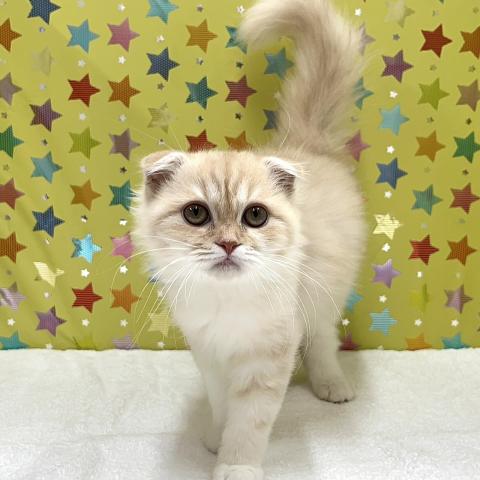 スコティッシュフォールド
