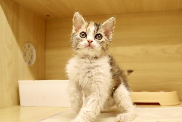セルカークレックス可愛い❣️★表示価格は生体価格、ワクチン、マイクロチップ、生命、先天性病気保障、など諸費用全部含むの総額です！ ★ご来店お待ちしております。