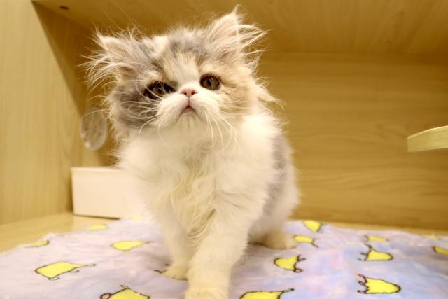 エキゾチックロングヘアー可愛い❣️★表示価格は生体価格、ワクチン、マイクロチップ、生命、先天性病気保障、など諸費用全部含むの総額です！ ★ご来店お待ちしております。