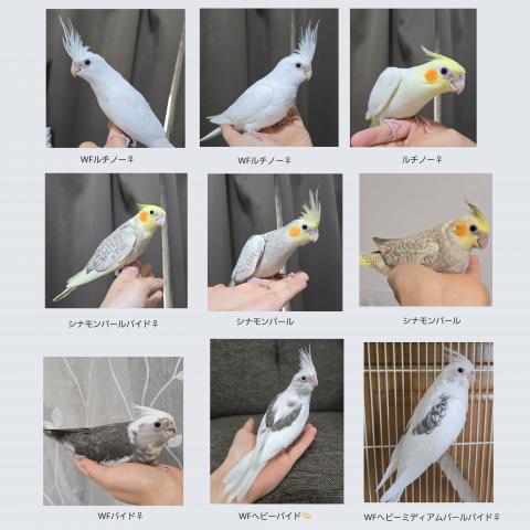 オカメインコ
