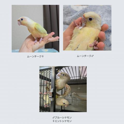 ウロコインコ
