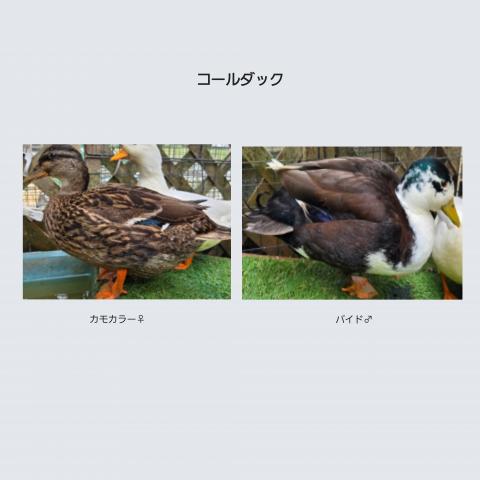 コールダック