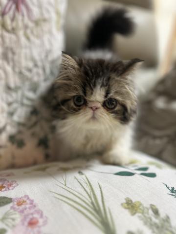 エキゾチックロングヘアー