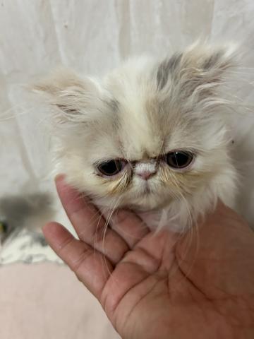 エキゾチックロングヘアー