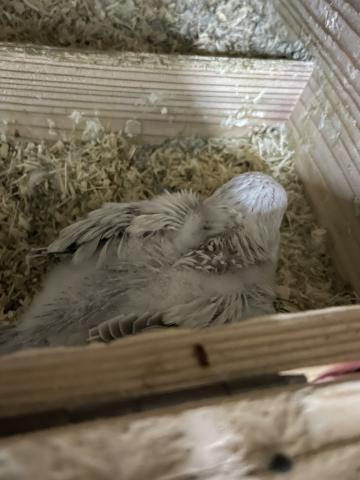 オキナインコ