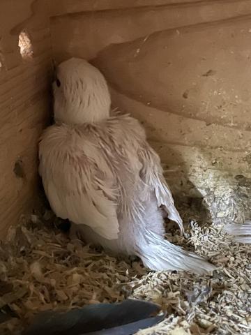 オキナインコ