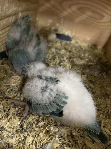 オキナインコ