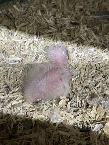 オキナインコ