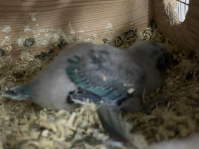 オキナインコ