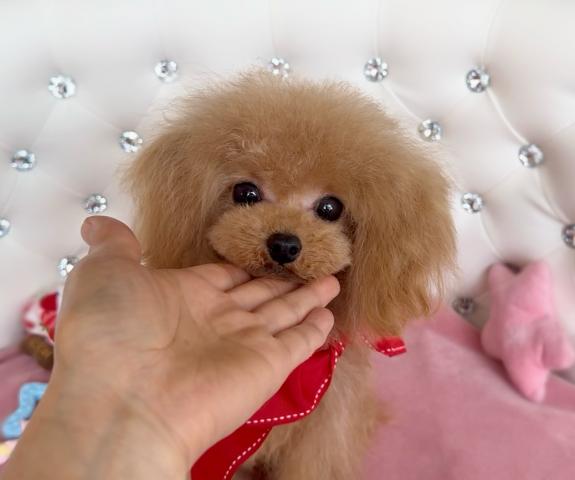 トイプードル