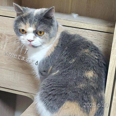 ブリティッシュショートヘア