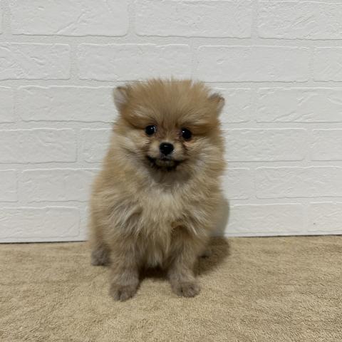 ポメラニアン