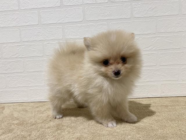 ポメラニアン