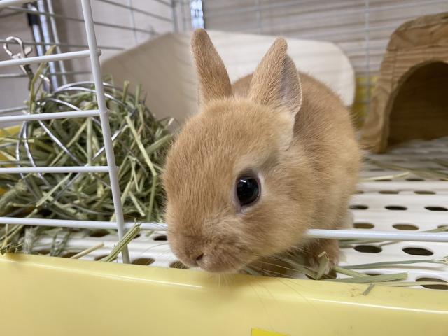 ネザーランドドワーフ