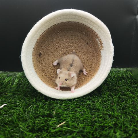 キャンベルハムスター（ダヴ）