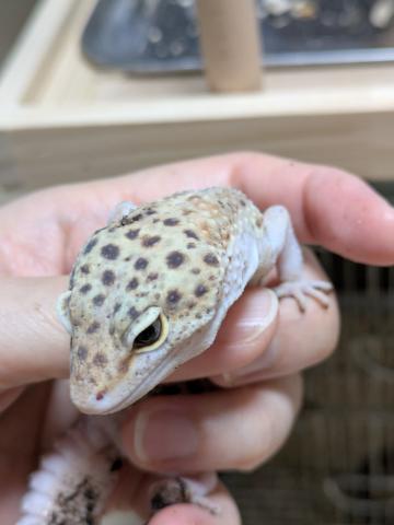 エクリプス