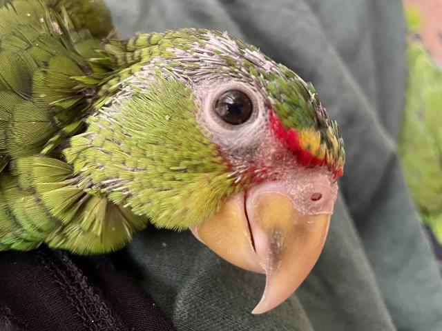 コボウシインコ
