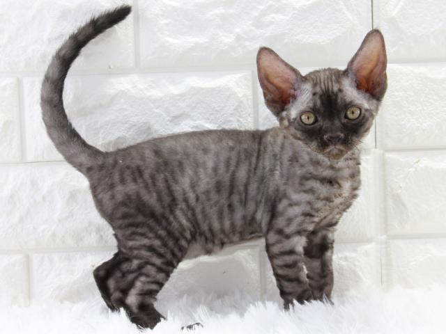デボンレックス かわいい巻き毛 ブラックスモーク 希少カラー