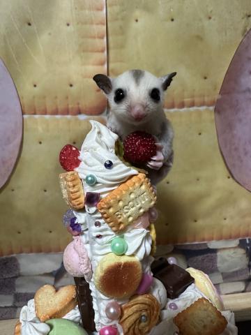 プラチナWFヘテロリューシ、クリミノpossストロベリノ