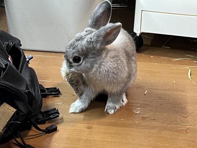 ネザーランドドワーフ