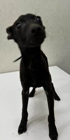 MIX