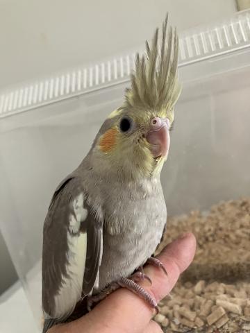 オカメインコシナモン