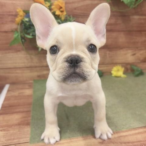 フレンチブルドッグ