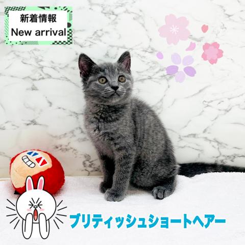 ブリティッシュショートヘア