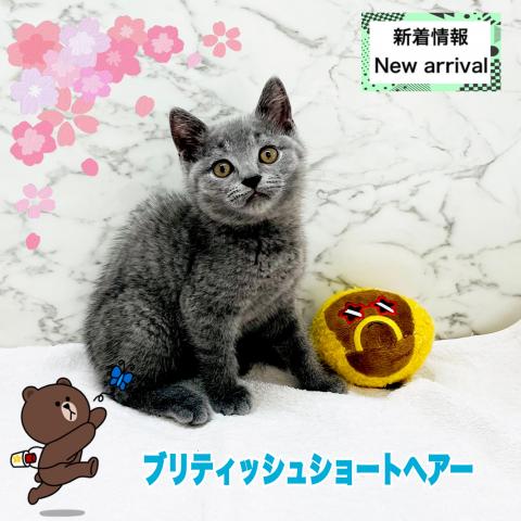 ブリティッシュショートヘア