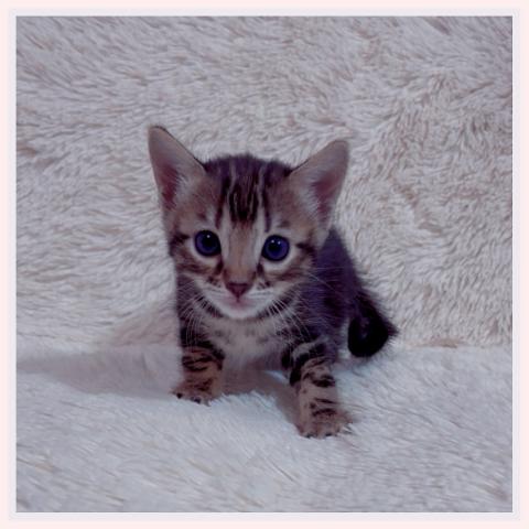 ベンガル