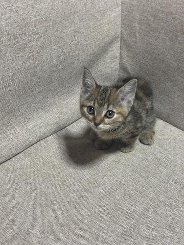マンチカン